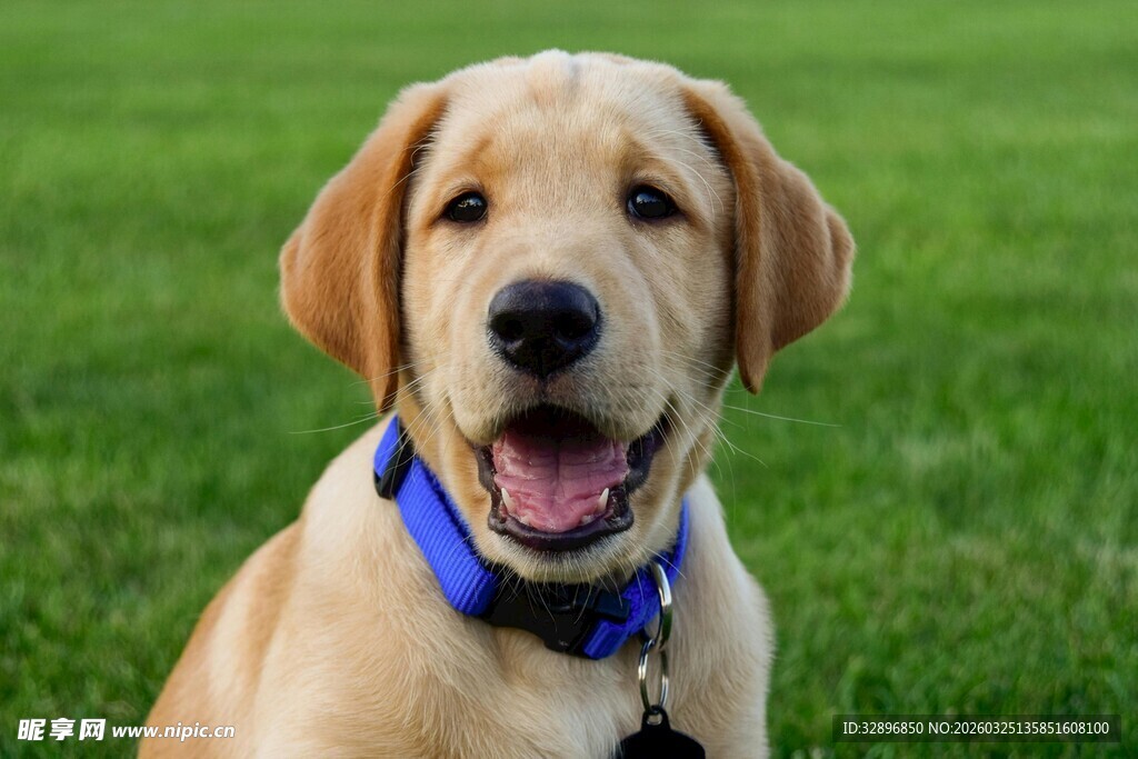 可爱拉布拉多犬在草地上