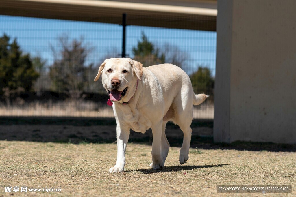 户外漫步的黄色拉布拉多犬