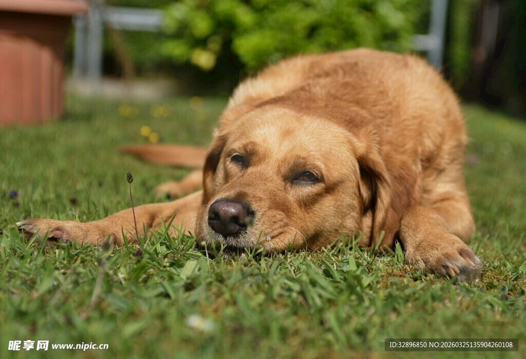 趴在草地上的慵懒金毛犬