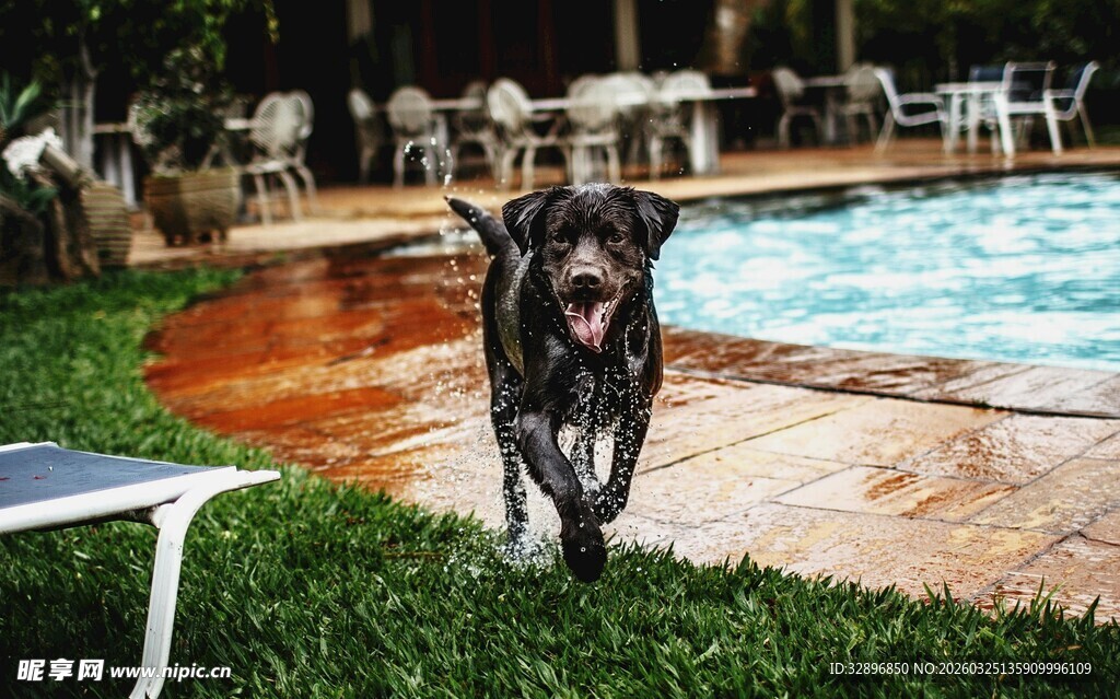 泳池边奔跑的欢乐狗狗