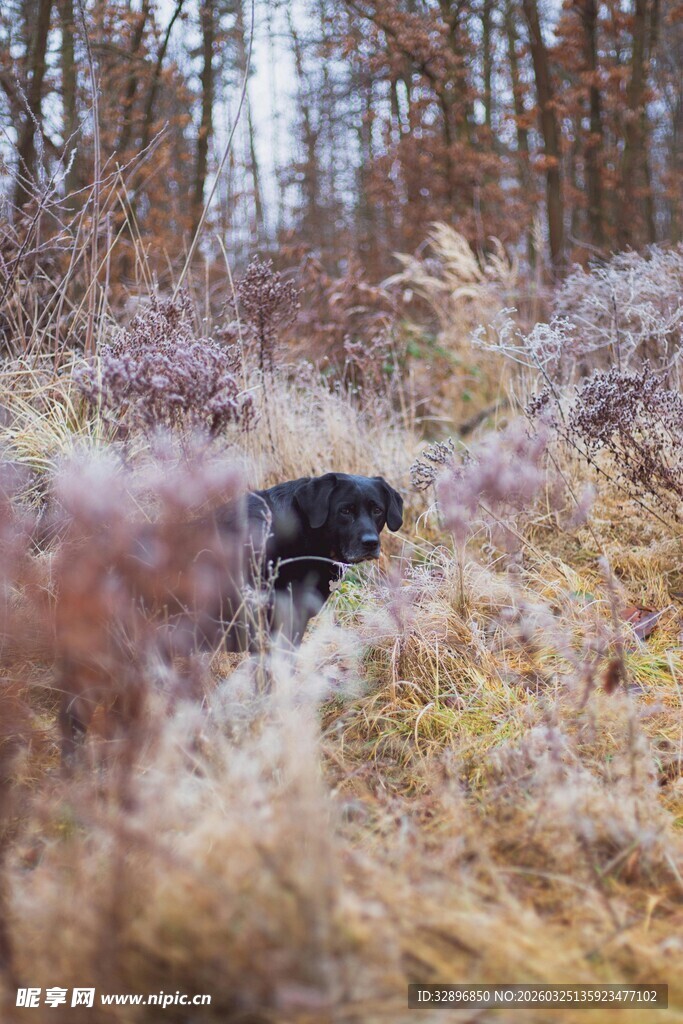 林间黑狗漫步于枯黄草丛