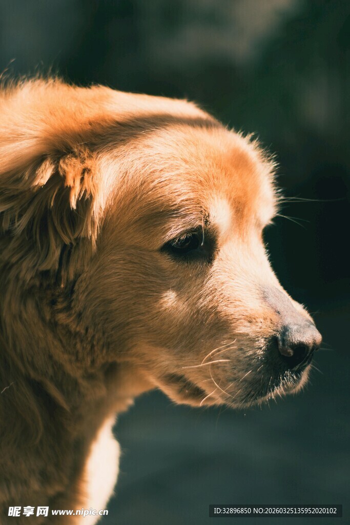 金毛犬的优雅侧颜