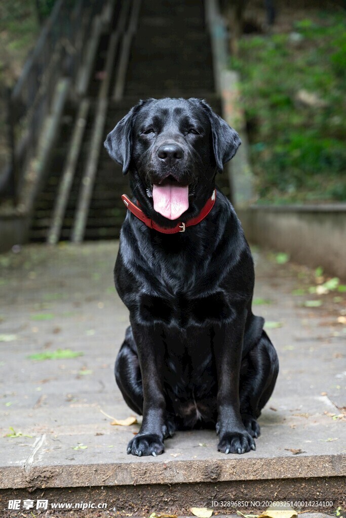 黑色拉布拉多犬坐于户外