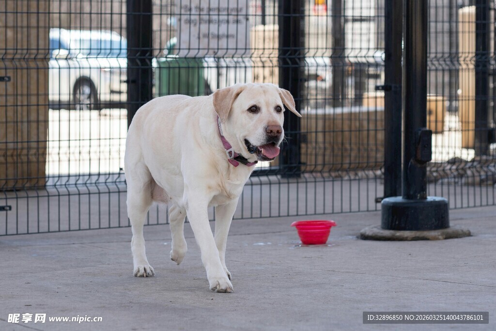 户外玩耍的白色拉布拉多