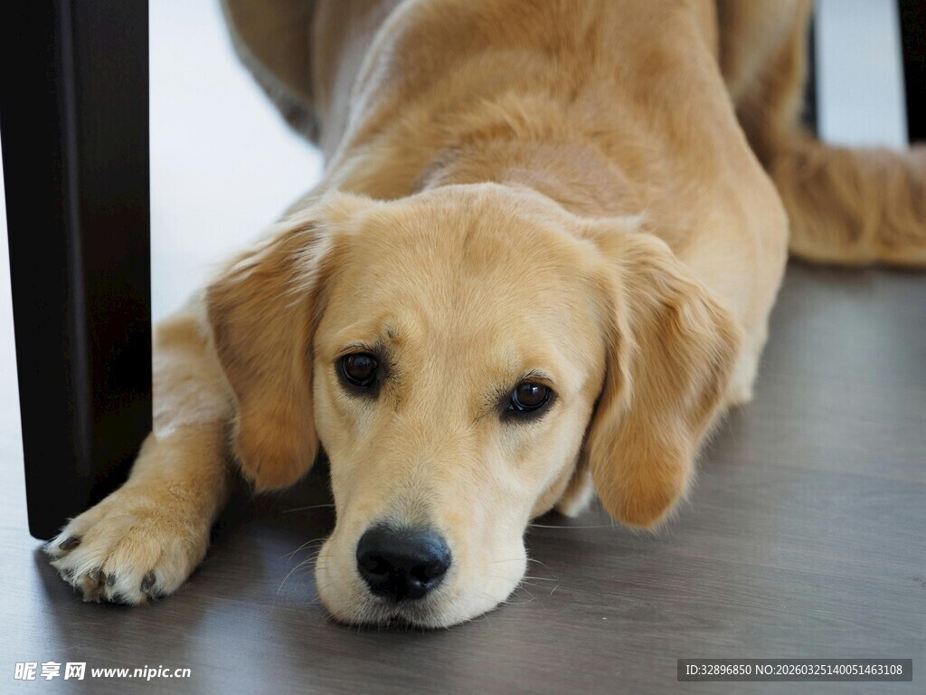 趴着的金毛犬