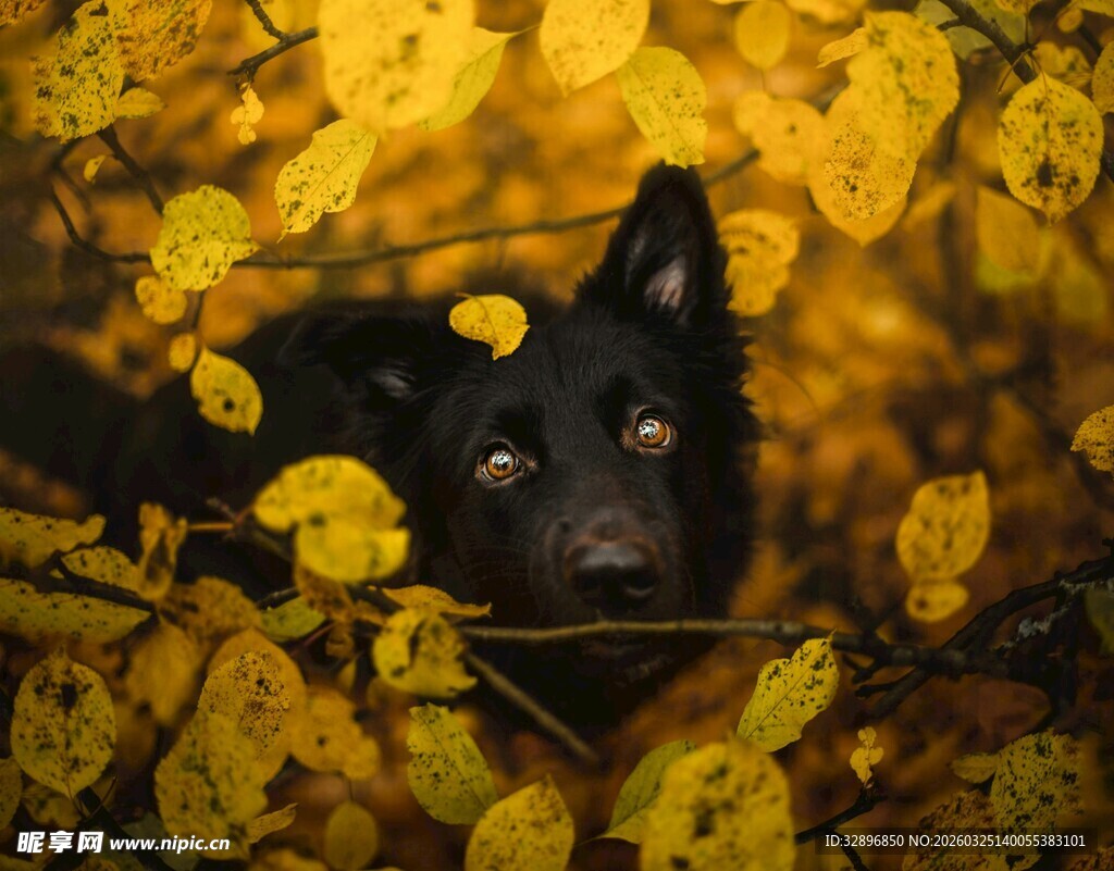 秋景中探头的黑色小狗
