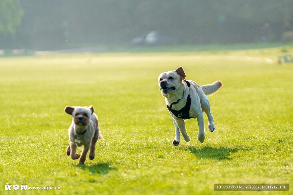 草地上欢快奔跑的两只狗