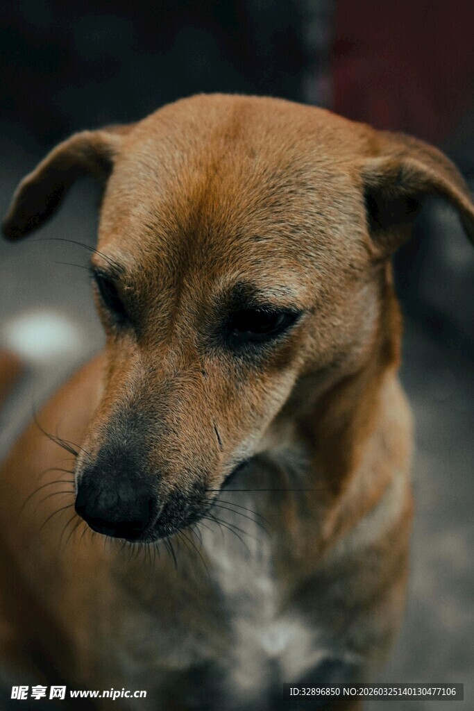 棕色小狗安静独坐