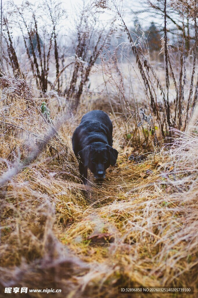 田野中低头嗅闻的黑狗
