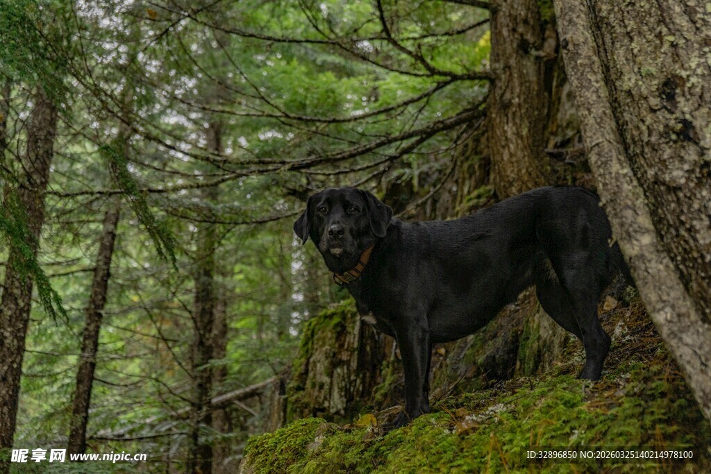 林间黑狗立于苔藓覆盖处