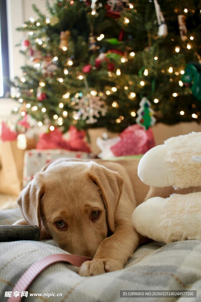 圣诞树下慵懒的可爱小狗