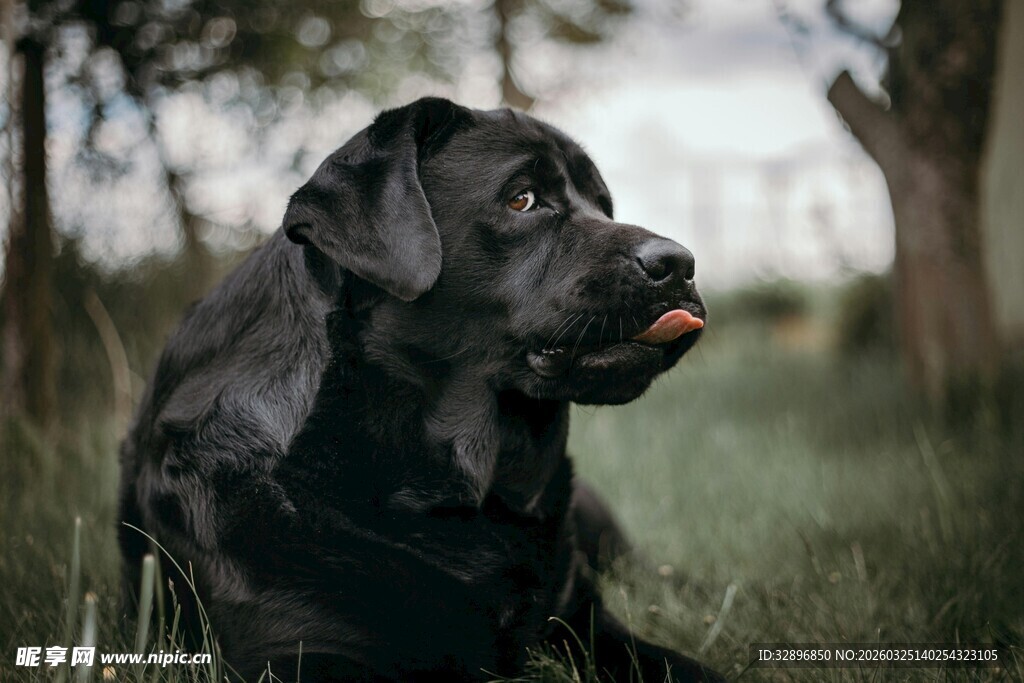 黑色拉布拉多犬坐于草地