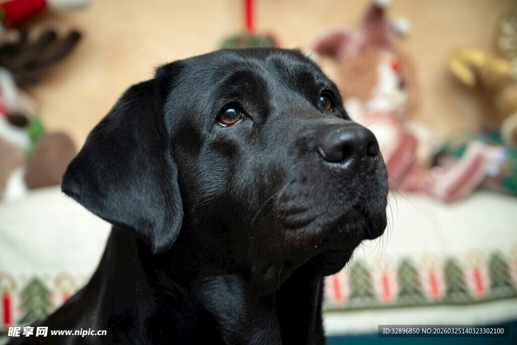 黑拉布拉多犬的温馨瞬间