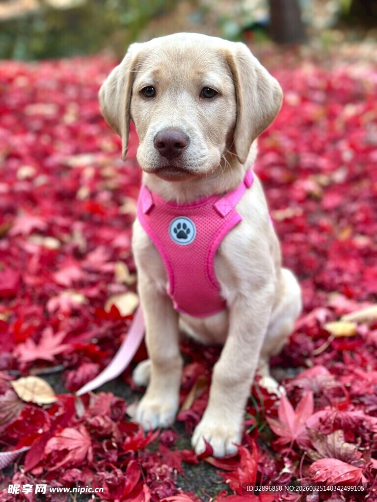 粉色背心小狗坐于红叶中