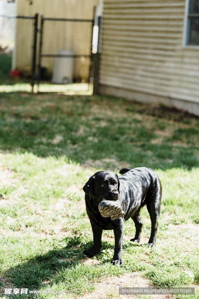 草坪上玩耍的可爱狗狗