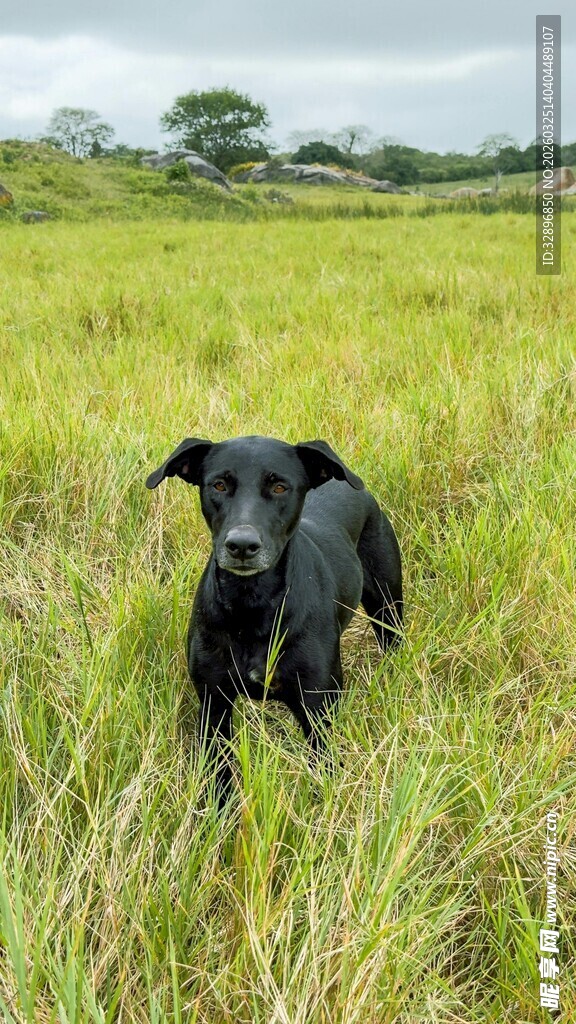 田野中的黑色小狗
