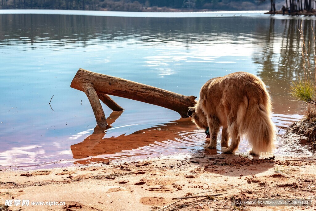 湖畔金毛嗅探倾斜木架