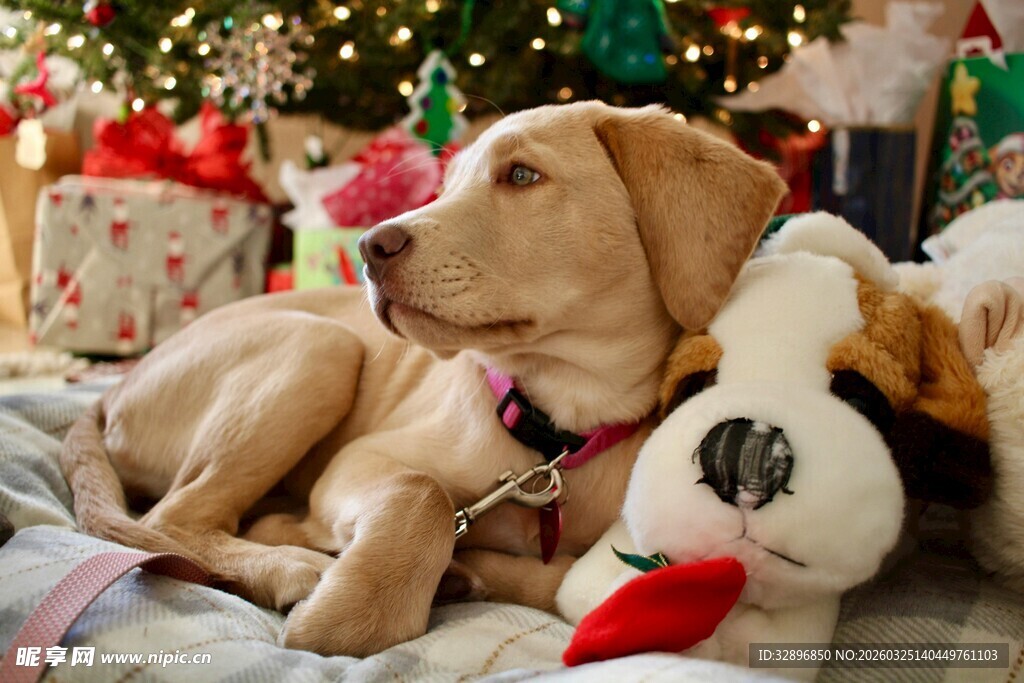 圣诞氛围中休憩的可爱拉布拉多