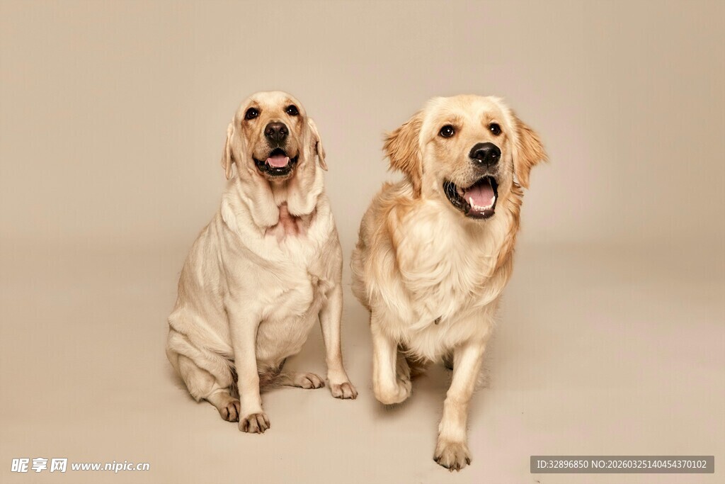 两只可爱金毛犬