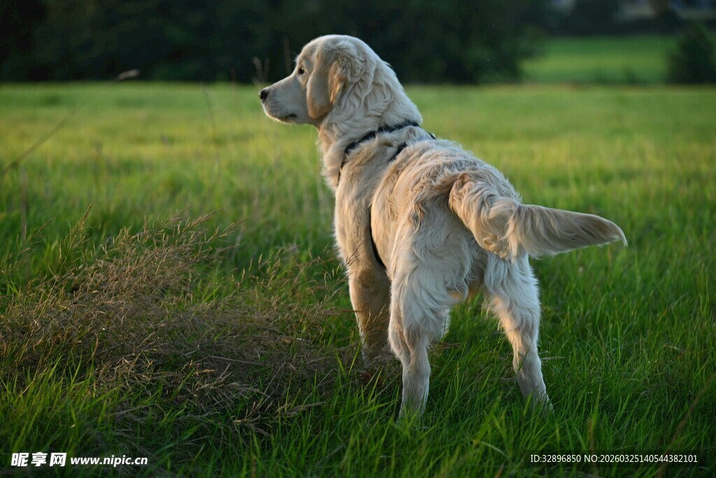 草地中站立的金毛犬