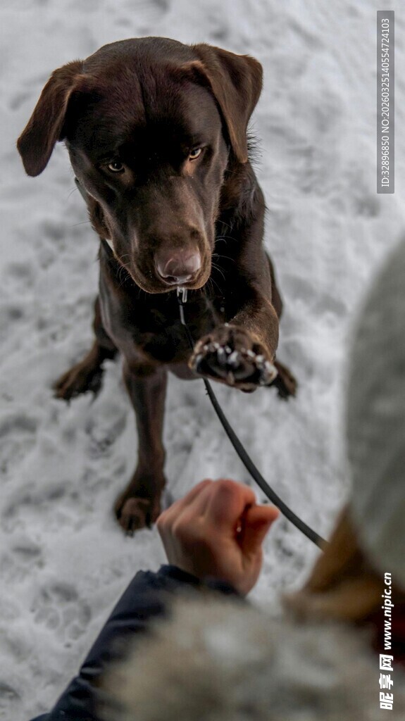雪地中被牵绳的棕色小狗