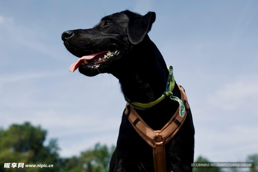 帅气黑犬户外英姿