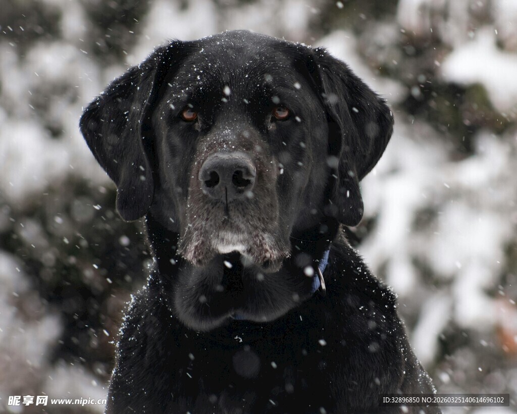 雪中黑拉布拉多犬