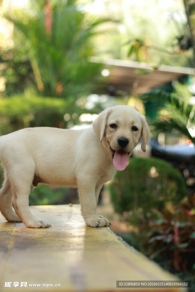 可爱拉布拉多幼犬户外卖萌