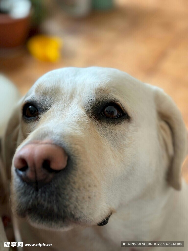可爱拉布拉多犬萌态特写