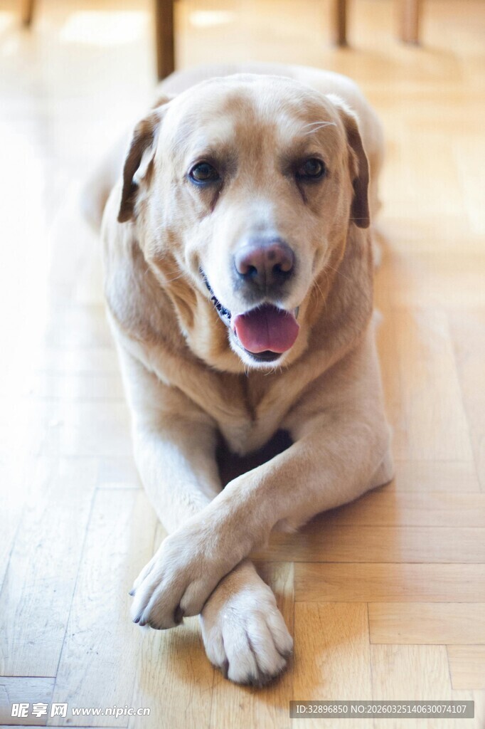 趴地微笑的可爱金毛犬