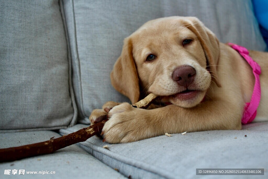 拉布拉多幼犬咬绳趴沙发