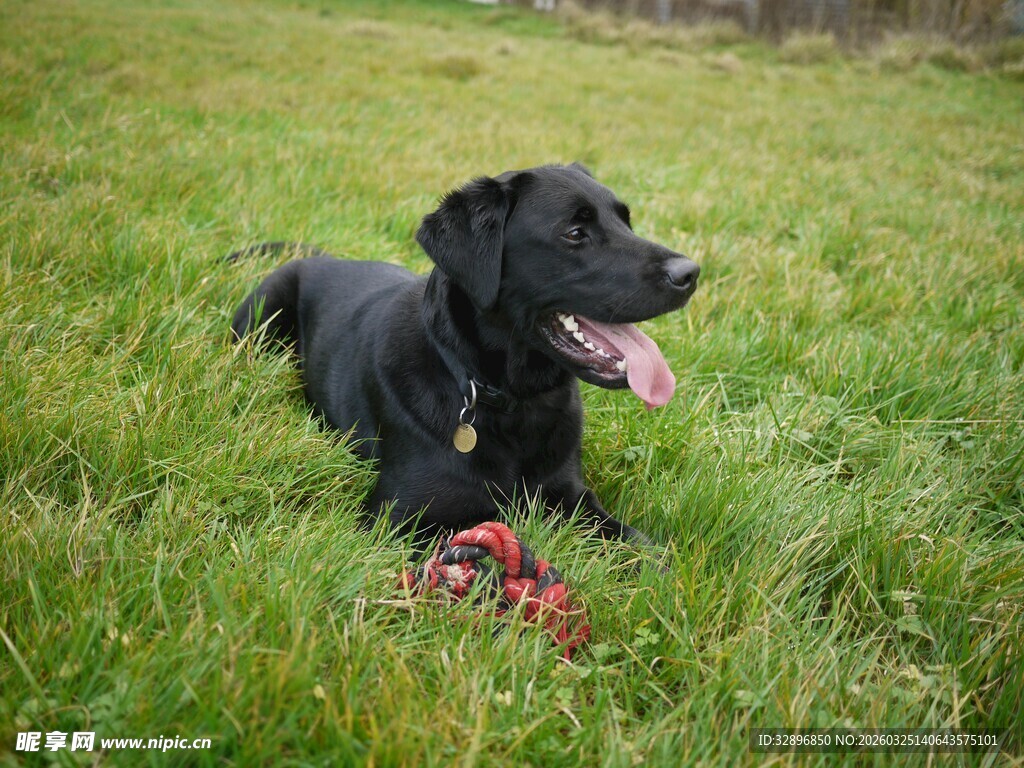 黑狗在草地玩红色玩具
