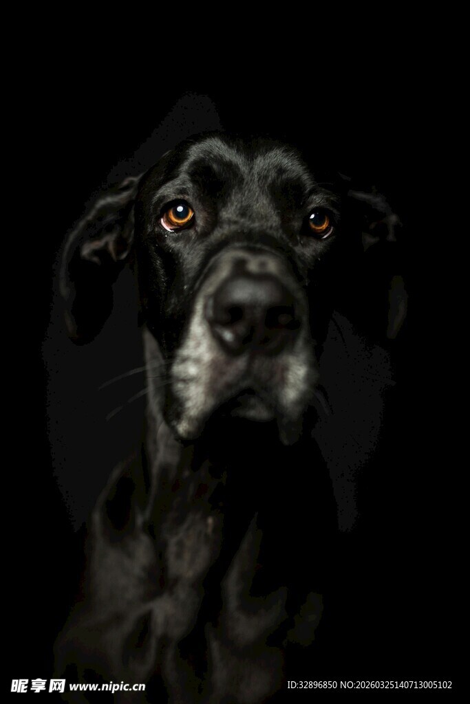 忧郁黑狗特写