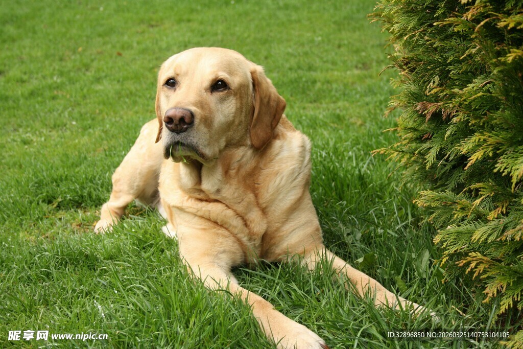 草地上休憩的黄色拉布拉多