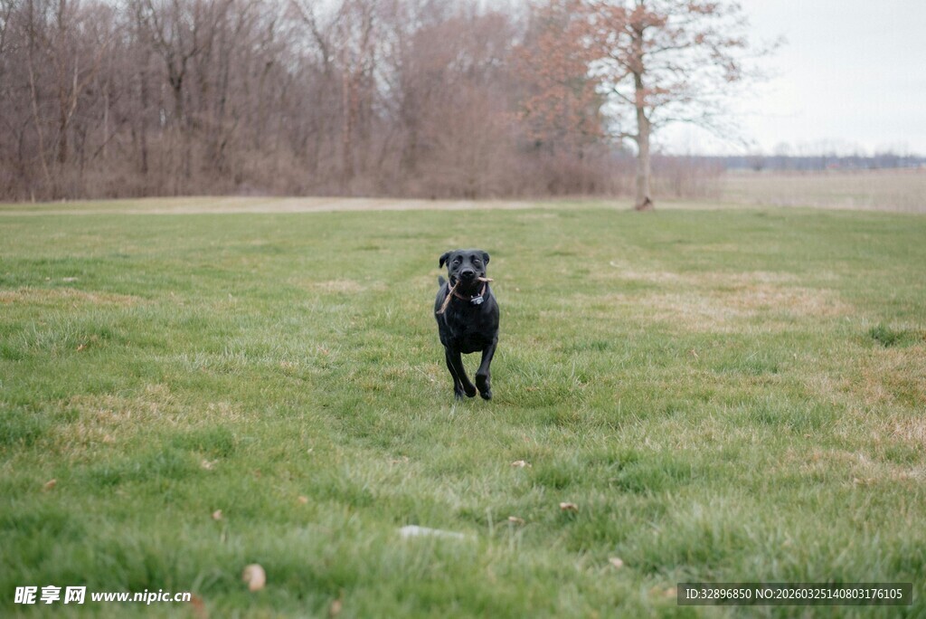 草地漫步的黑色小狗