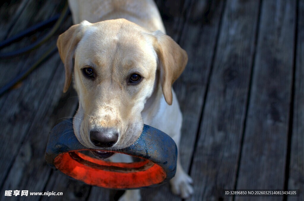 拉布拉多叼着红色飞盘