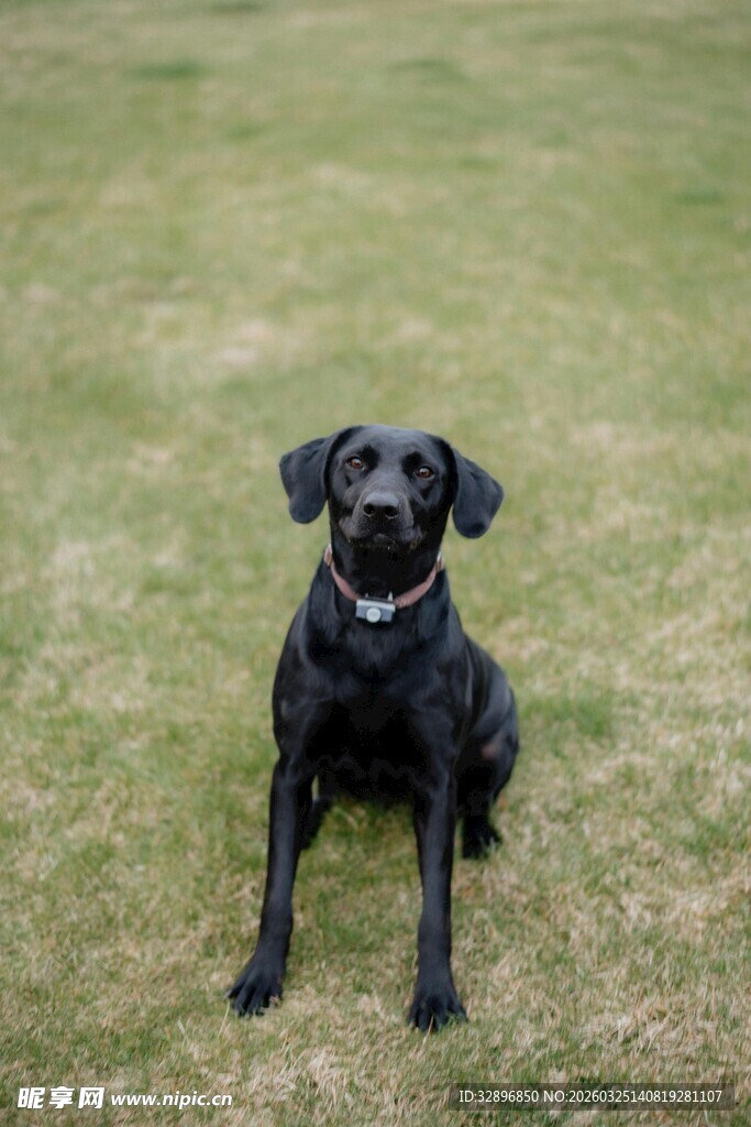 黑色拉布拉多犬坐于草地