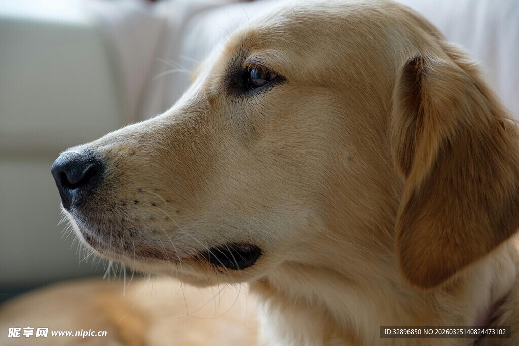 温顺金毛犬的侧颜特写