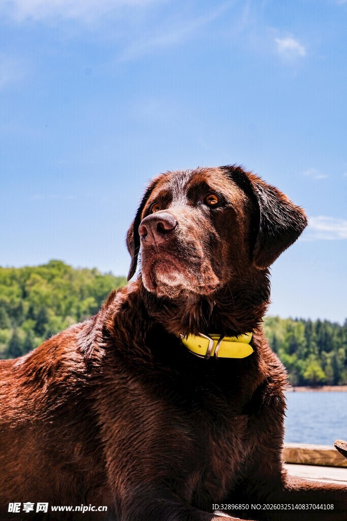 棕色拉布拉多眺望远方