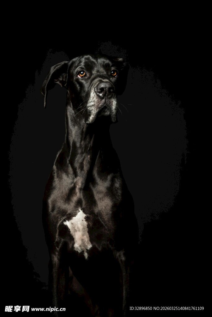 优雅黑犬凝视镜头