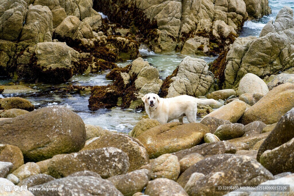 海边岩石上的白色小狗