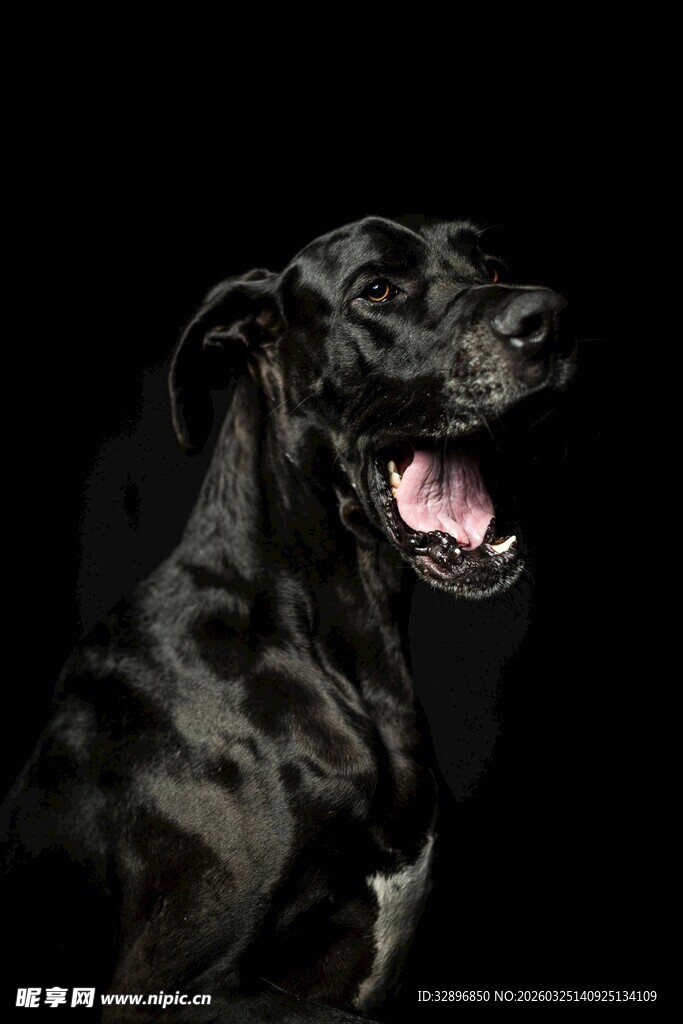 黑色大狗张嘴露出牙齿