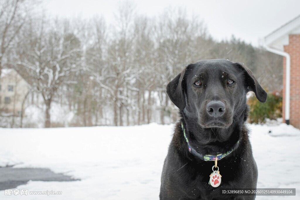 雪地中的黑色拉布拉多犬