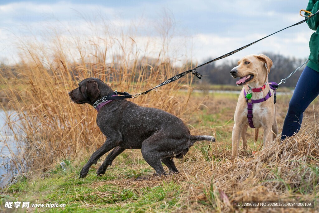 户外牵绳遛两只活力狗狗