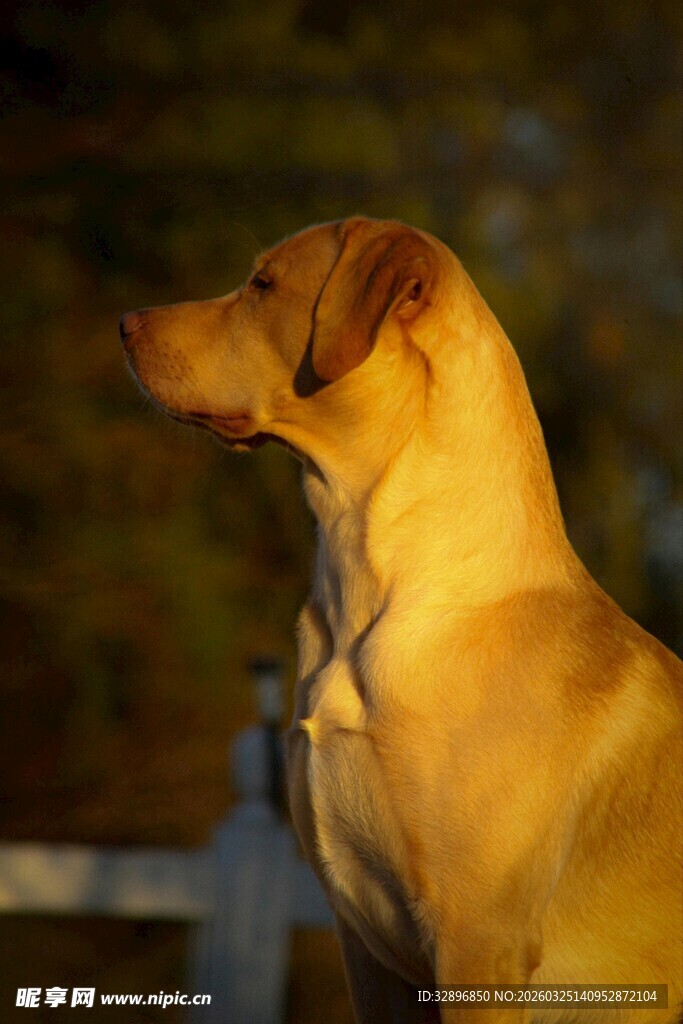 阳光下的黄色猎犬