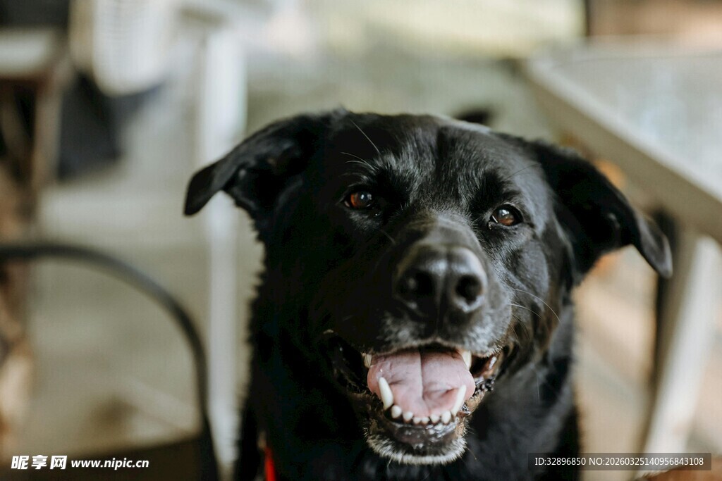 可爱黑拉布拉多张嘴露笑