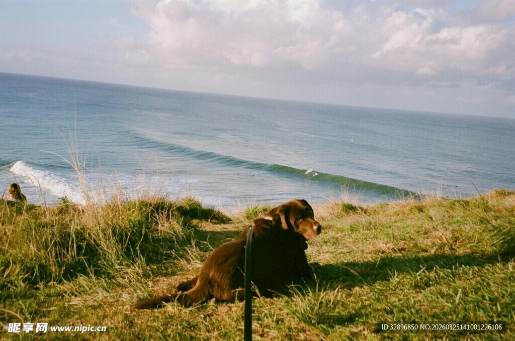 海边草地的悠闲狗狗
