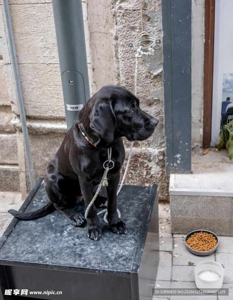 黑色小狗坐于石上