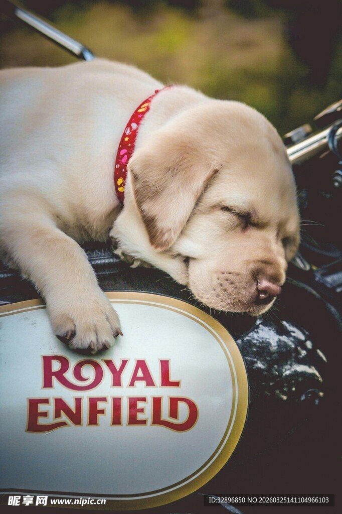 趴摩托车上熟睡的可爱幼犬