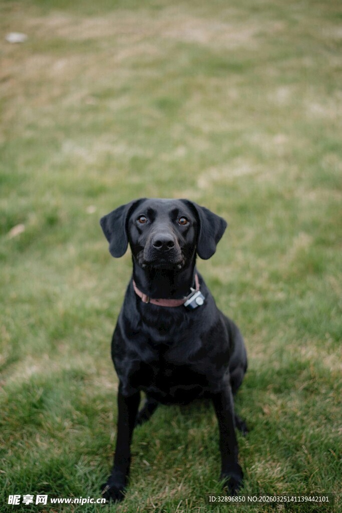 黑色拉布拉多犬蹲坐草地